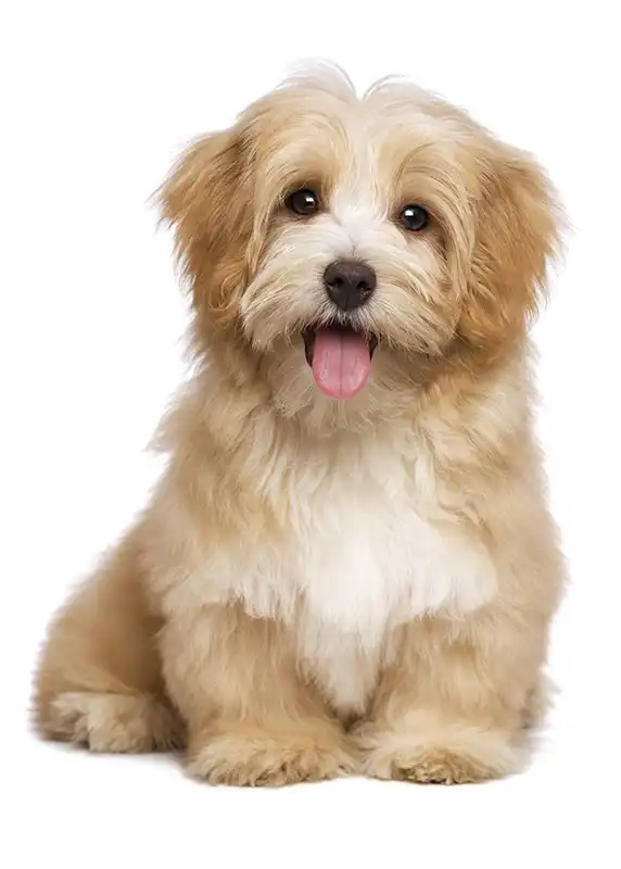 Fluffy small brown dog standing on a white studio backdrop.