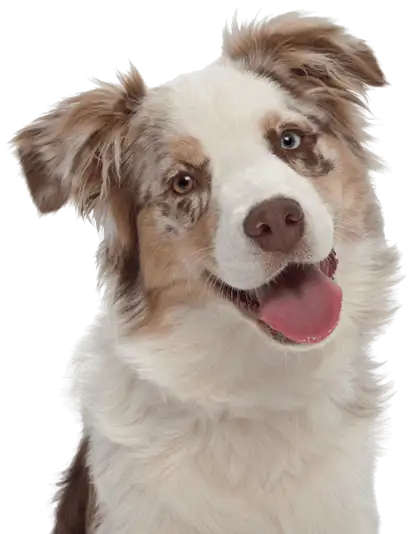 Multi-colored Australian Shepard dog looking at the camera.