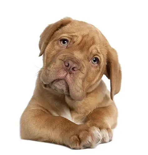 Small brown dog laying on a white studio backdrop, looking into the camera.