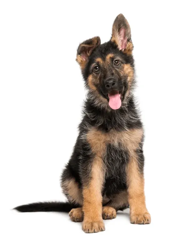 German Shepherd puppy sitting on a white studio backdrop.