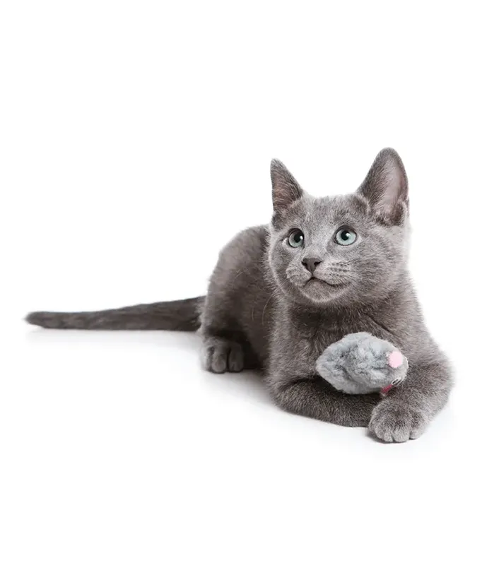 Grey cat laying on a white studio backdrop.