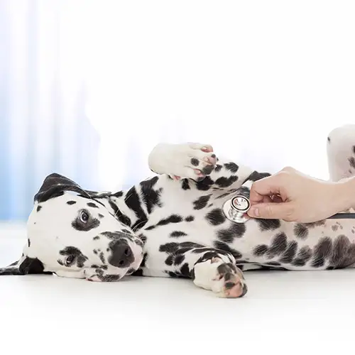 Dalmatian puppy being examined by a veterinarian.