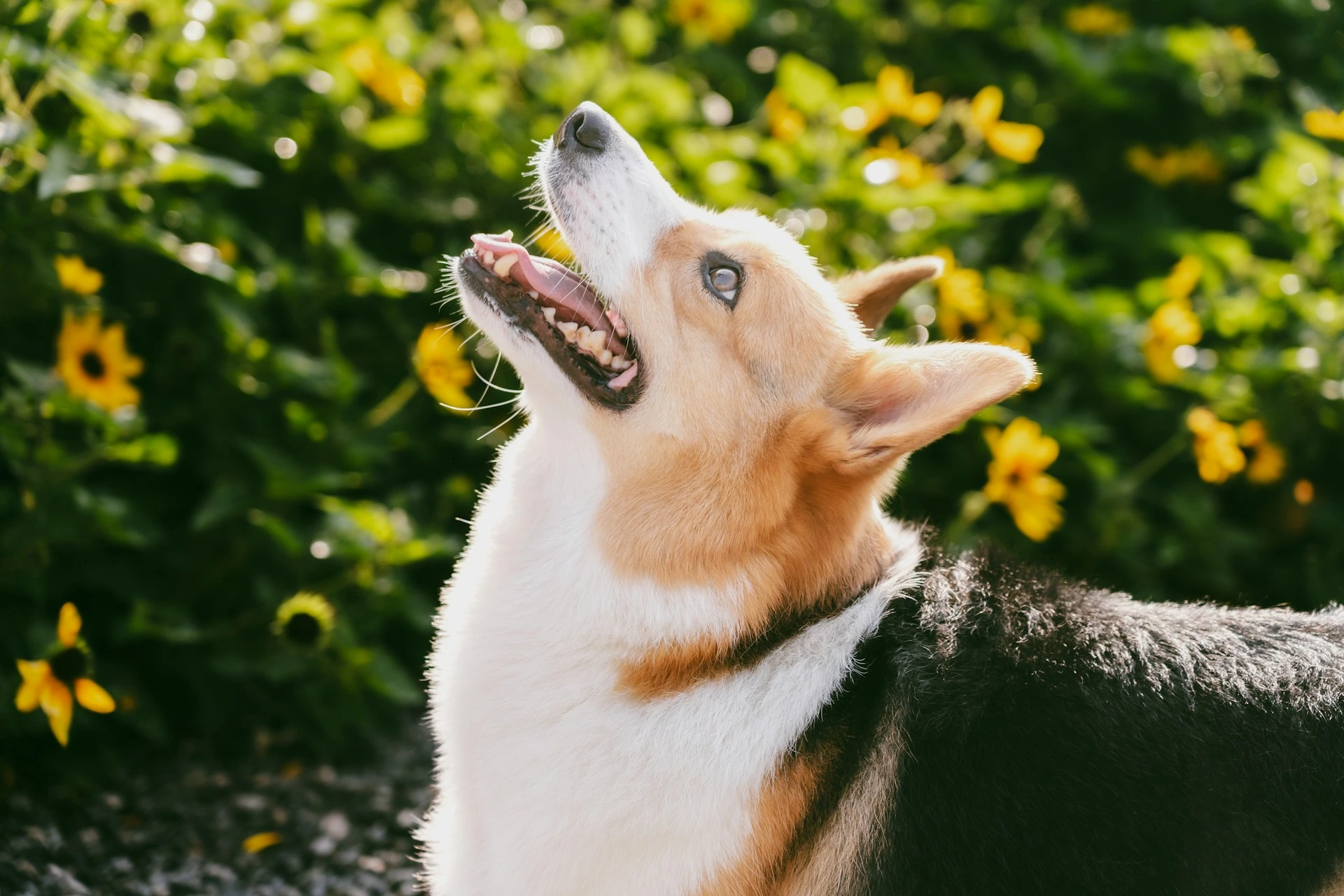 A Corgi looking upward against a vibrant background of blurred yellow flowers and green foliage.