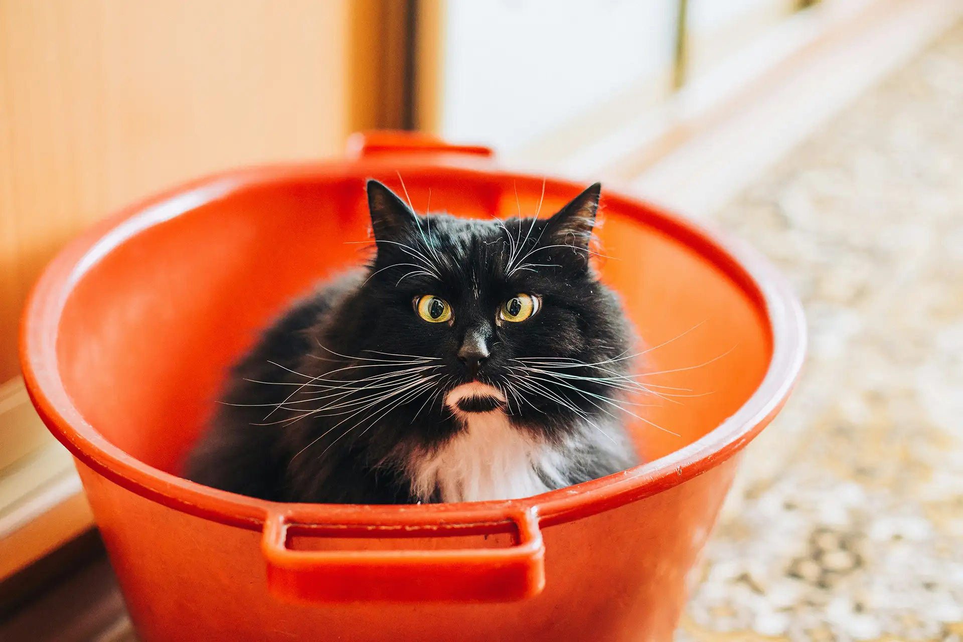 A black cat sits inside a bright orange plastic tub.