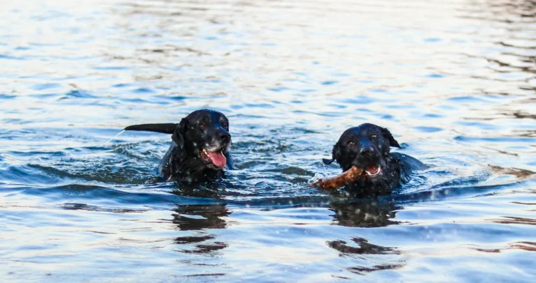 Two black Labrador Retrievers swim through blue water, with one dog carrying a large stick in its mouth.