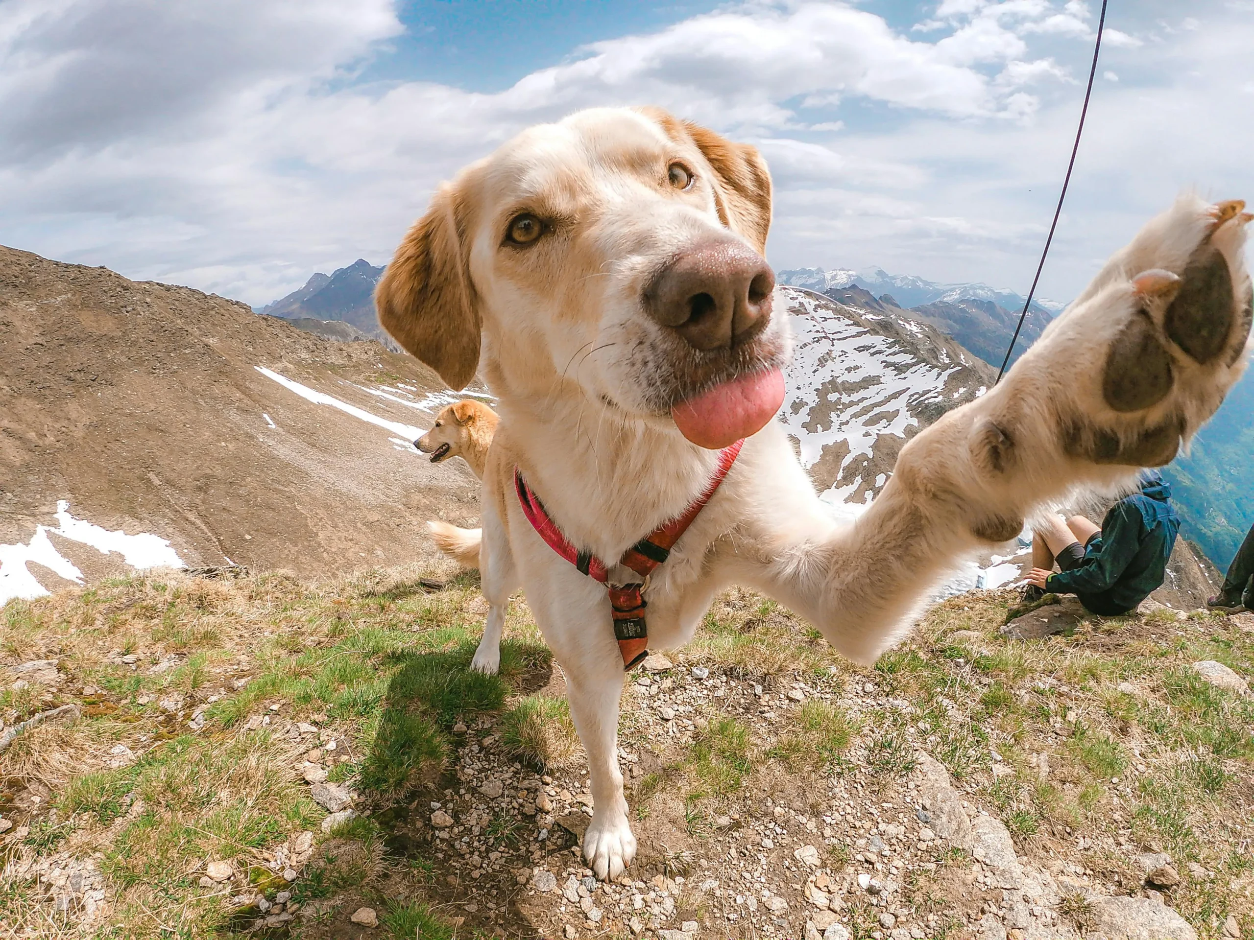A wide-angle shot of a cream-colored dog on a grassy mountain peak.