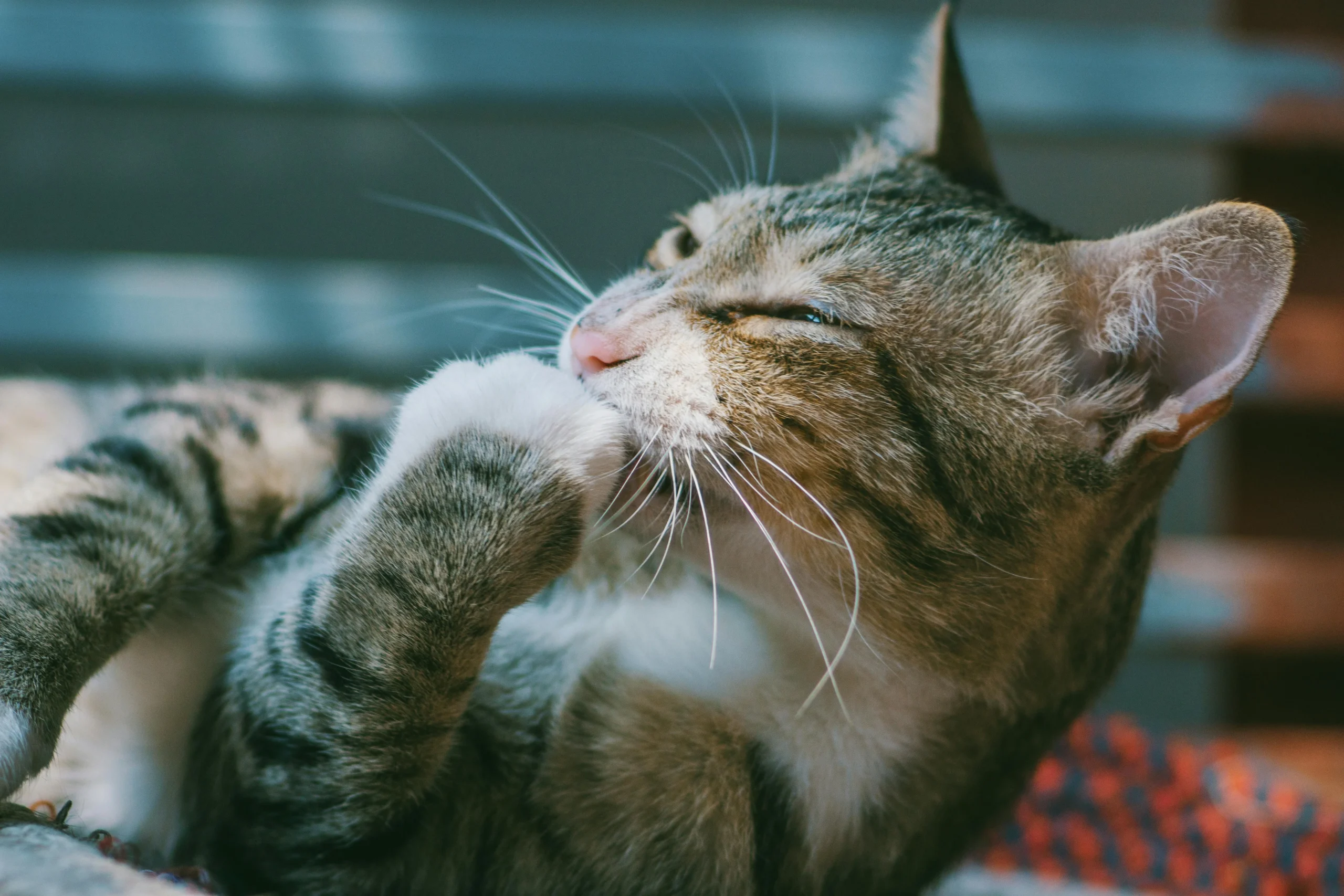 A cat lying down and grooming itself by licking its white front paw.