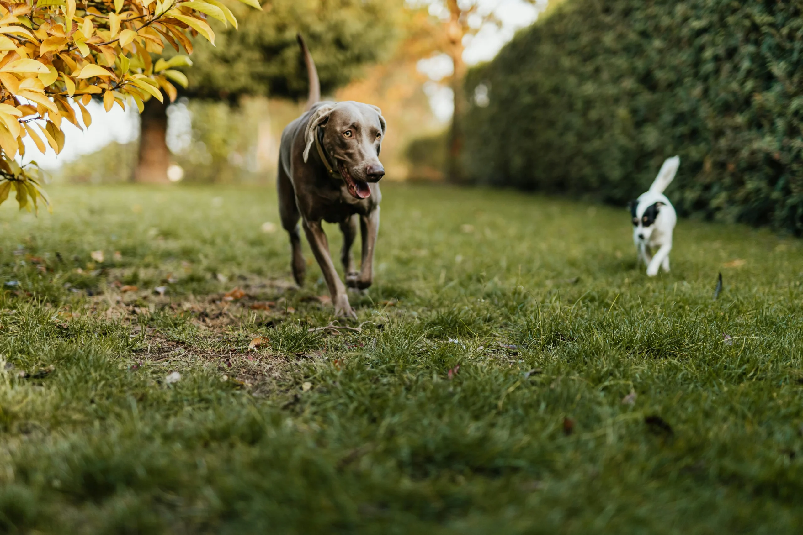 A grey dog and a smaller dog run through a green, grassy yard.
